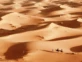 Camellos llevando a turistas al desierto del Sahara 


