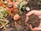 Manual de Jardinería: todo lo que tenés que saber sobre el compost, la clave para mantener tu jardín sano todo el año