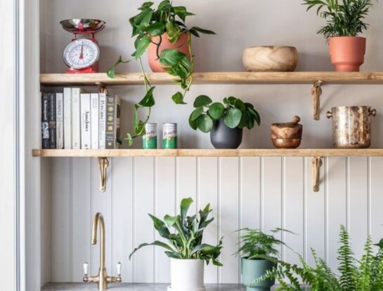 Feng Shui: descubrí cuál es la suculenta que deberías tener en tu cocina para atraer el dinero