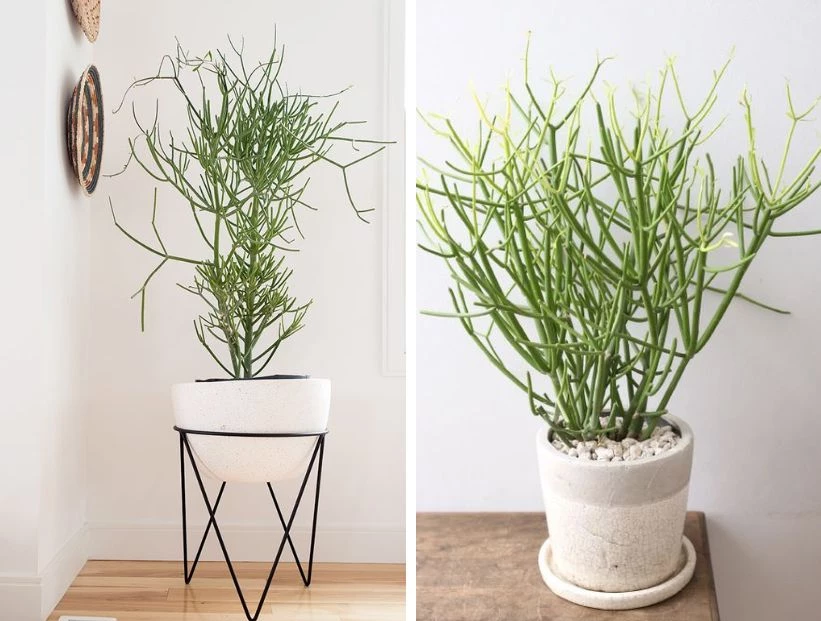 Planta lápiz: la suculenta fácil de cuidar y perfecta para decorar.