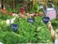 Huerta en casa: plantas aromáticas que podés cultivar este invierno