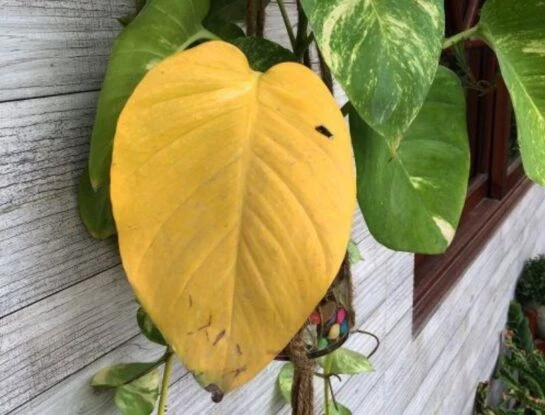 Tus plantas no volverán a tener hojas amarillas con este ingrediente de cocina