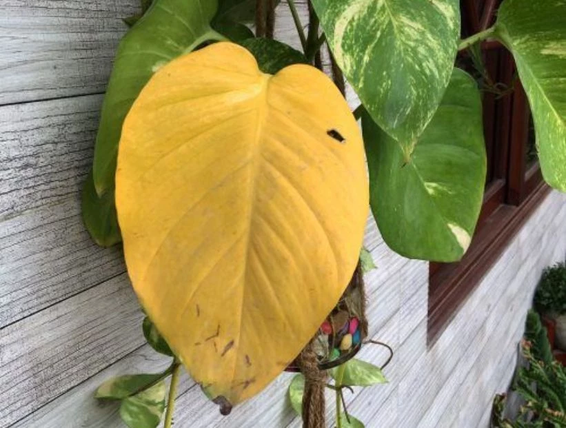 Jardinería: descubrí cuáles son las razones por las que a tus plantas le salen hojas amarillas