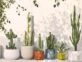 3 especies de cactus que seguro no conocías y son perfectas para exteriores