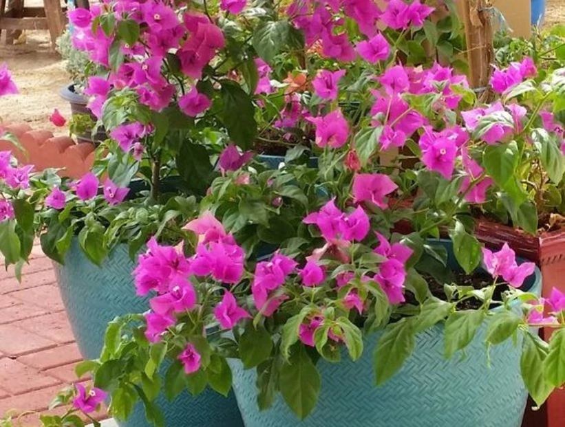 Santa Rita enana: la planta perfecta para tener en balcones y patios chicos