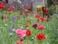 Manual de Jardinería: cómo tener una pradera repleta de flores en primavera