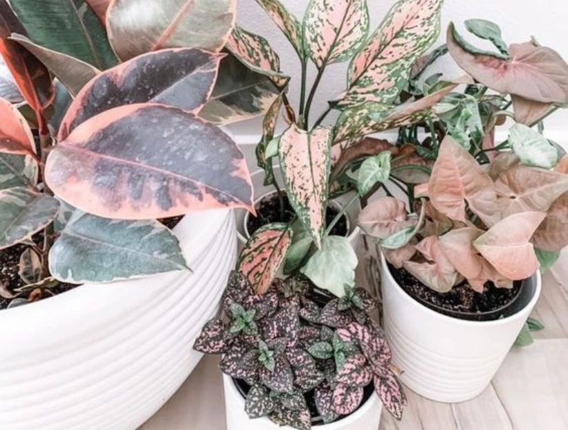 Barbiecore: 9 plantas de color rosa para decorar tu casa con el estilo de Barbie