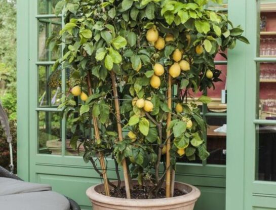 Cómo cultivar y cuidar un limonero en casa, el árbol frutal tendencia 2023