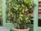 Cómo cultivar y cuidar un limonero en casa, el árbol frutal tendencia 2023