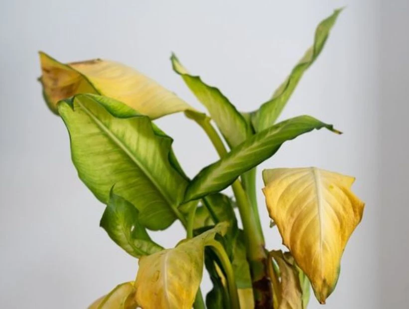 Cómo evitar que las hojas de tus plantas se pongan amarillas con un solo ingrediente de cocina