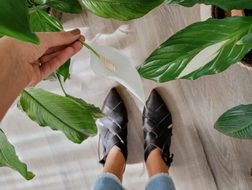 Espatifilo: la mejor planta anti humedad para decorar tu casa