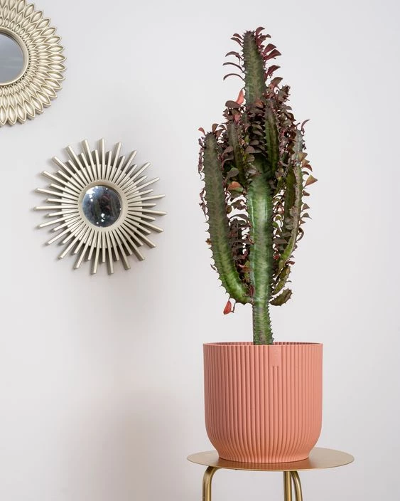 Cactus y suculentas, una tendencia decorativa en boga - Noveno Ce
