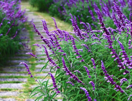Manual de Jardinería: cómo reproducir una Salvia a partir de gajos
