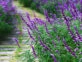 Manual de Jardinería: cómo reproducir una Salvia a partir de gajos