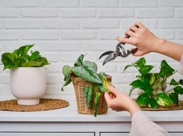 Paso a paso: cómo podar tus plantas de interior para mantenerlas siempre espléndidas