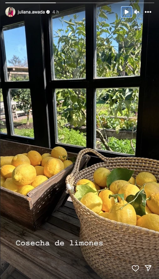 Juliana Awada y su cosecha de limones