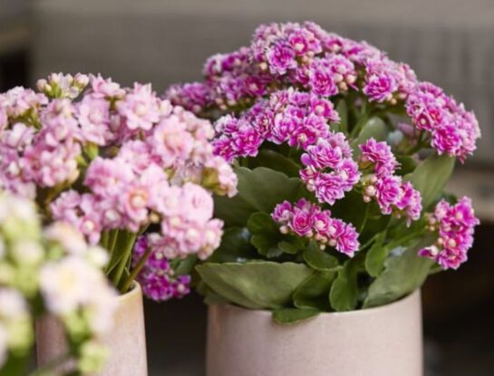 Kalanchoe blossfediana: la suculenta más fácil de cuidar que es tendencia deco