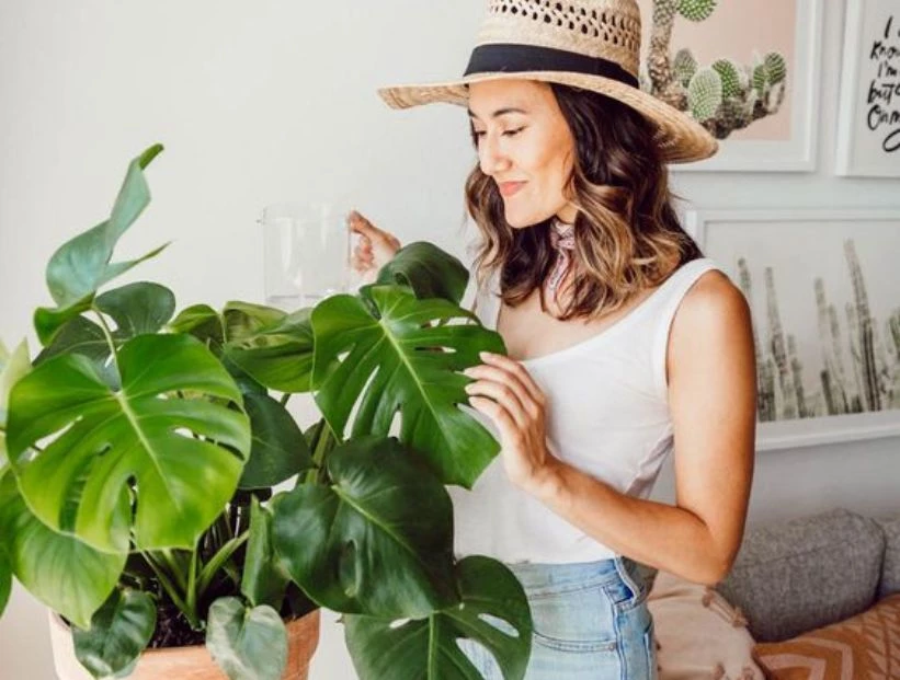 La guía definitiva para cultivar plantas en macetas con éxito