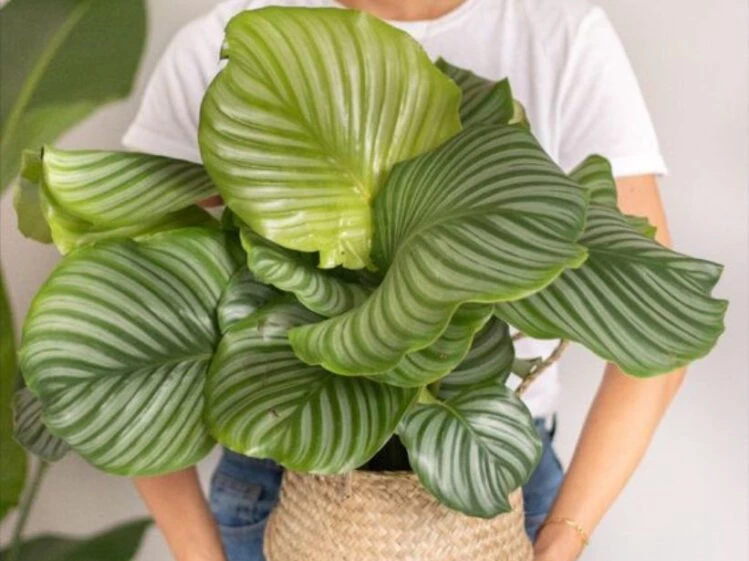 bonsai samen kaufen Set mit 10 Bonsai zum Pflanzen – Komplettbox mit Samen, Töpfen, Werkzeug &  Anleitung – Einfaches Indoor-Pflanzset – Geschenkidee für Gartenliebhaber –  Cultivea