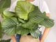 Calathea orbifolia: la planta de interior tendencia deco 2023