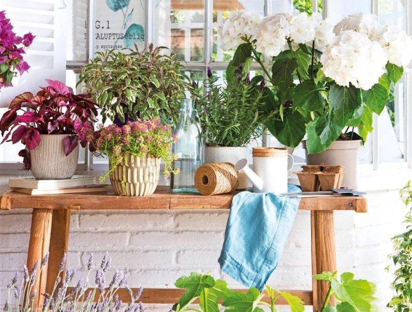 Cómo hacer fertilizantes caseros con 2 ingredientes de cocina y acelerar la floración de tus plantas