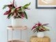 Calathea triostar: la planta más trendy para decorar tu casa este 2023