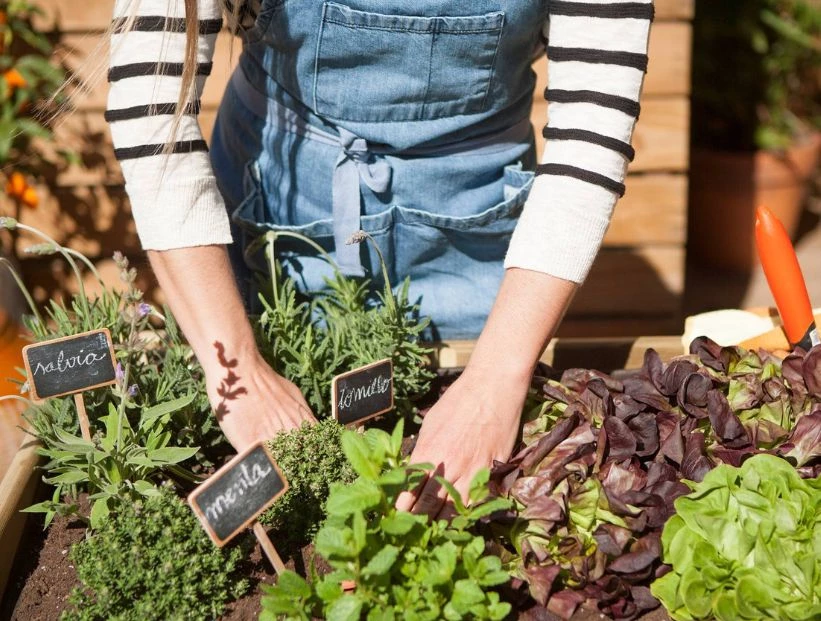 Manual de Jardinería: cómo armar tu primera huerta en el balcón