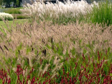 Manual de Jardinería: el truco infalible para mantener las gramíneas en buen estado