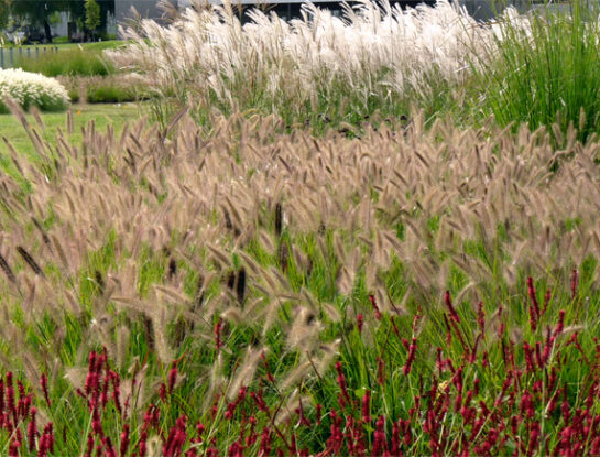 Manual de Jardinería: el truco infalible para mantener las gramíneas en buen estado