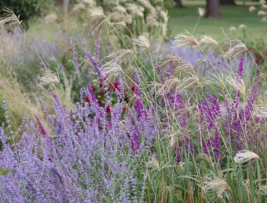 Manual de Jardinería: cómo tener un buen criterio de diseño a la hora de elegir las plantas para tu jardín