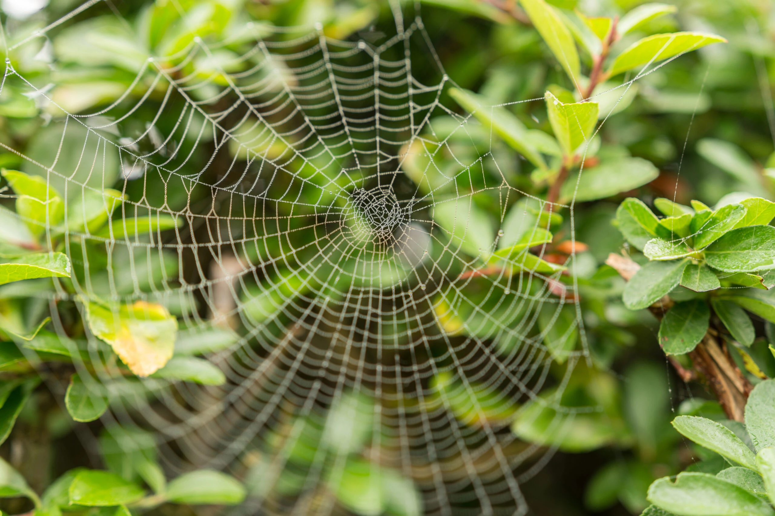 Manual de Jardinería: tips para prevenir la aparición de la araña roja en las plantas