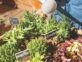 Manual de Jardinería: por qué es tan importante tener plantas aromáticas en la huerta