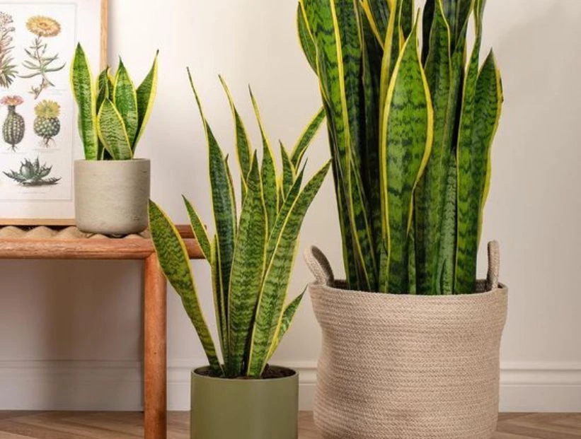 Feng Shui: 2 tipos de sansevieria que atraen la abundancia y protegen tu casa de las malas energías