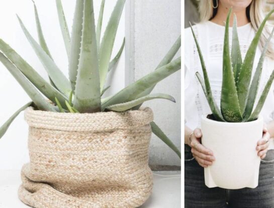 Feng Shui: dónde colocar una planta de aloe vera en tu casa para alejar las malas energías
