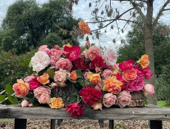 Manual de Jardinería: el tip infalible de una floricultora para mantener las rosas híbridas de té siempre espléndidas