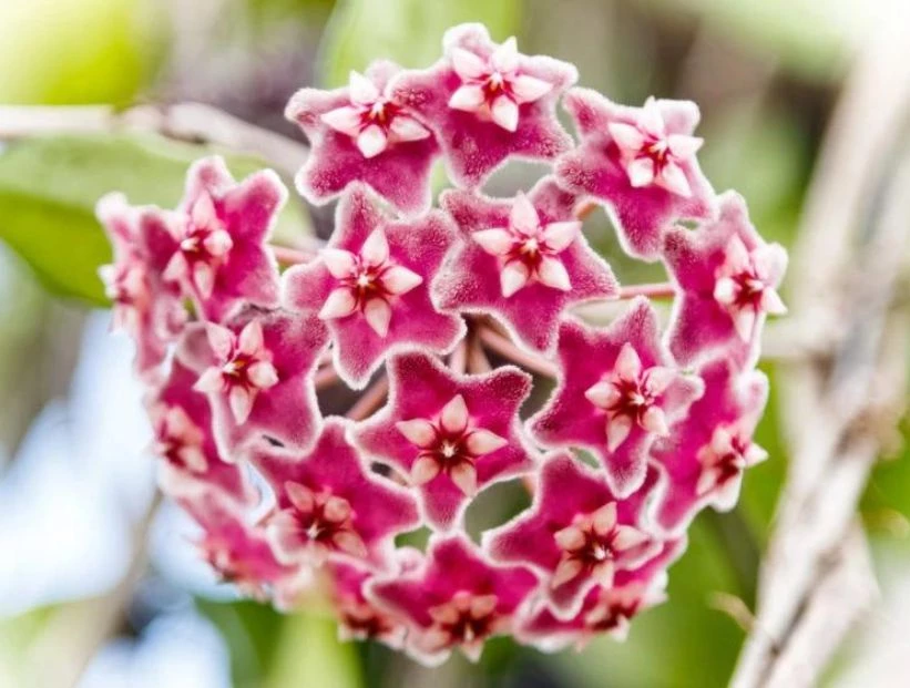 Flor de nácar: así es la planta trepadora que parece de porcelana