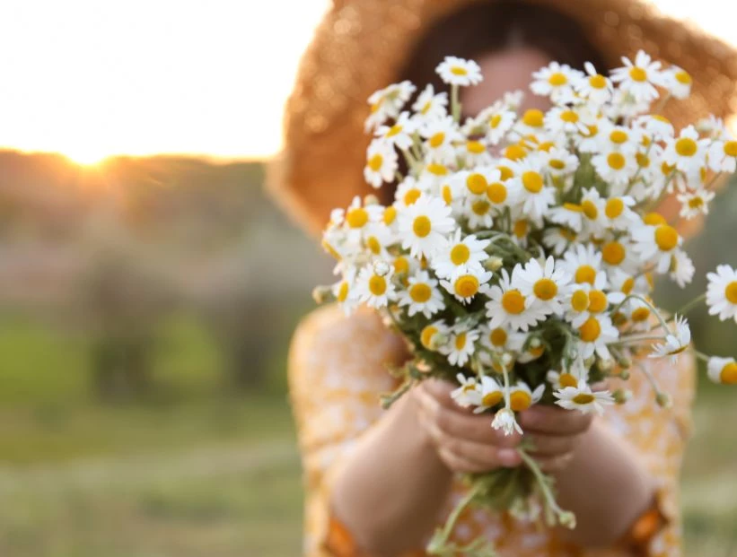 Feng Shui: ritual de la manzanilla para atraer el dinero a tu casa