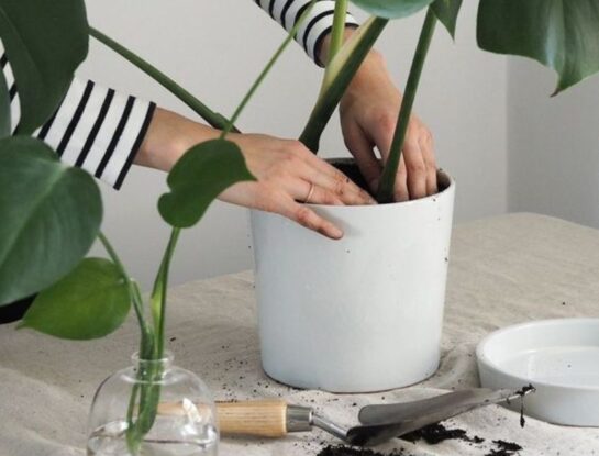 Manual de Jardinería: el truco infalible para que una planta recién plantada prospere