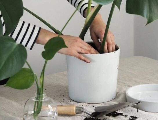 Manual de Jardinería: el truco infalible para que una planta recién plantada prospere