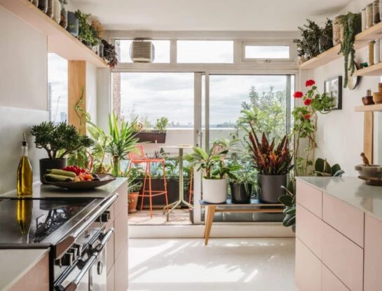 Feng Shui: la suculenta que deberías tener en tu cocina para atraer la buena suerte