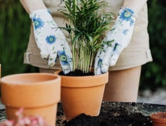 Manual de Jardinería: cómo calcular la cantidad perfecta de sustrato en la maceta 