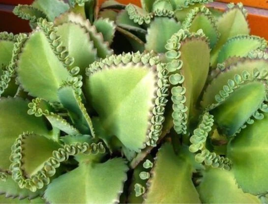 Kalanchoe pinnata: la original planta que no puede faltar en tu colección de suculentas