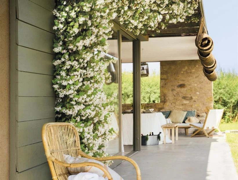 Jazmines: 5 variedades para perfumar patios y jardines