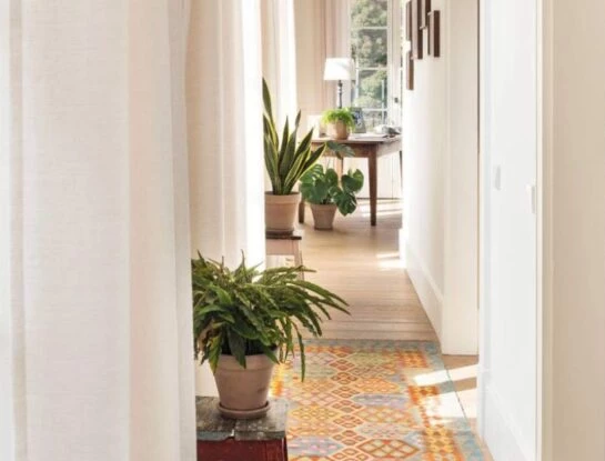 Las plantas de interior más decorativas y resistentes para pasillos estrechos