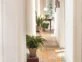 Las plantas de interior más decorativas y resistentes para decorar pasillos estrechos