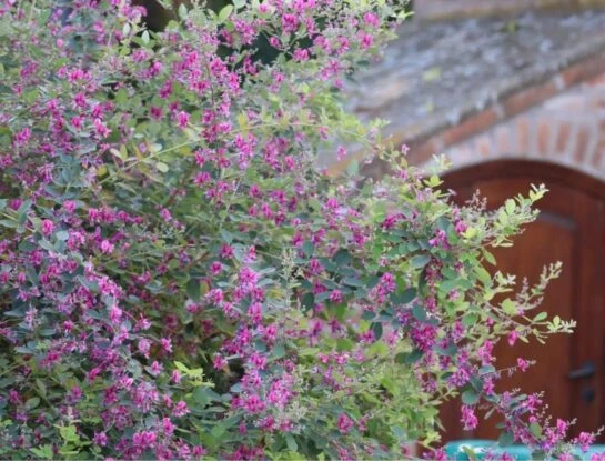 Manual de Jardinería: este es el arbusto con flor perfecto para sembrar al lado de la pileta