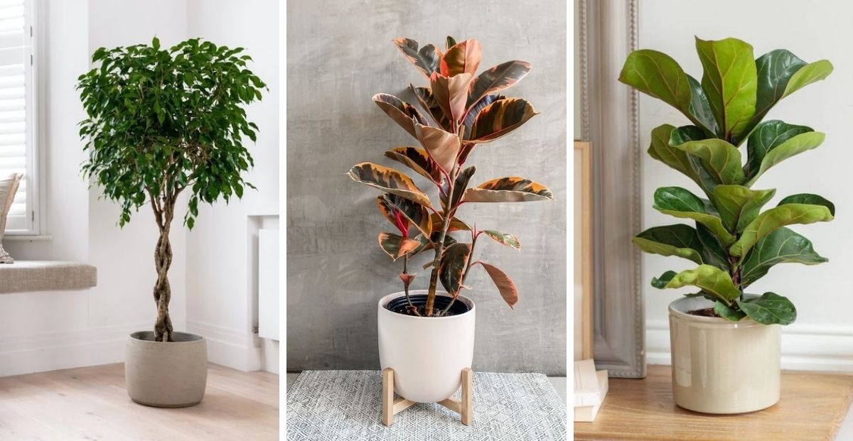 Ficus: 4 variedades tendencia para tener adentro de casa - Revista Para Ti