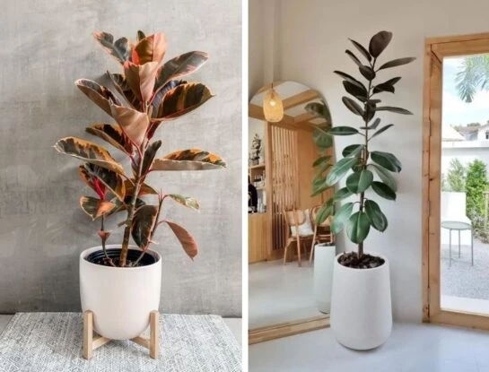 Ficus: 4 variedades tendencia para tener adentro de casa