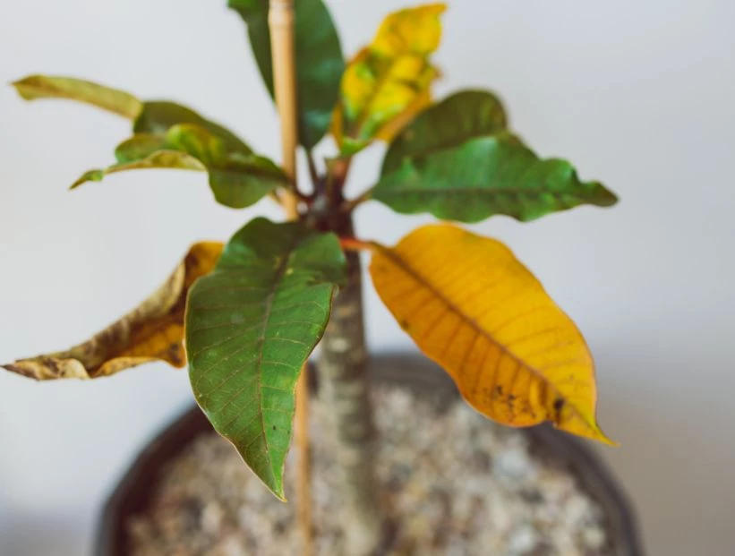 Feng Shui: la razón por la que las hojas de tus plantas se ponen amarillas