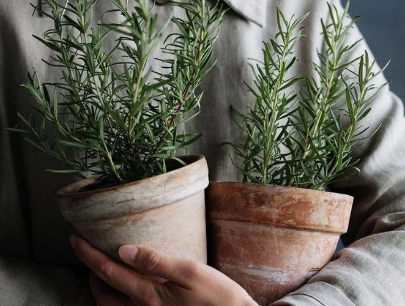 Feng Shui: dónde poner ramitas romero para atraer el dinero